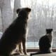 Susan and the gang from Life with Dogs and Cats