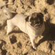 boogiethepug