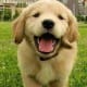 Doggy Pedia